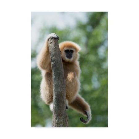 Robert Michaud 'Small Gibbon' Canvas Art,22x32